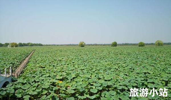 美食美景—洪湖