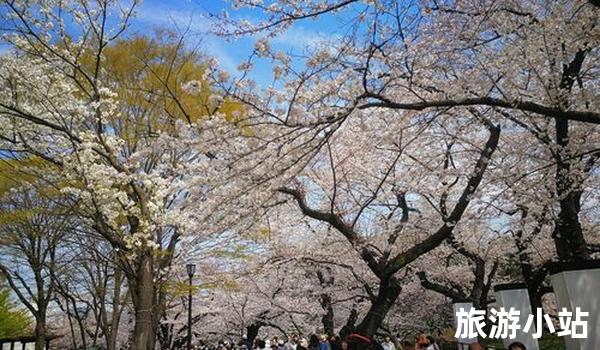 日本——樱花之国