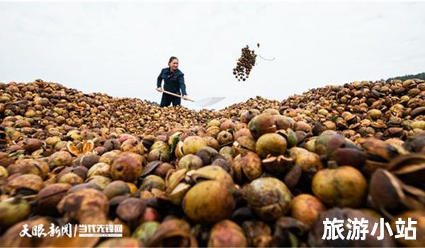 赤水油茶