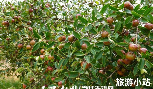 特产四：吐鲁番大油茶