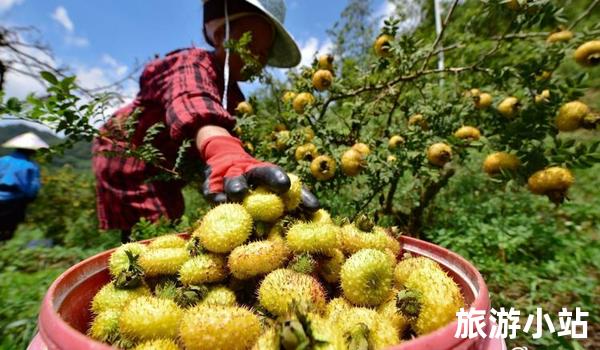 丰富多彩的水果文化节庆