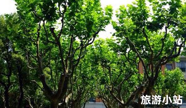 同济大学旧址