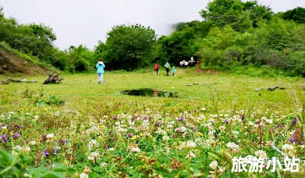 花海漫步