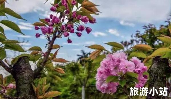 龙洲湖花卉大世界