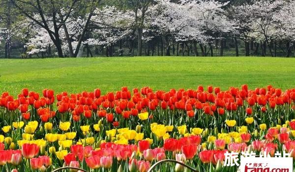 春季赏花好时节