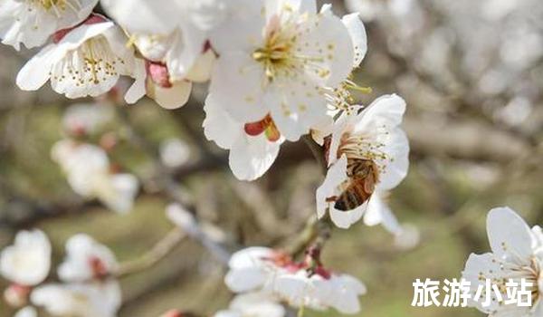 广东赏花圣地——遂溪