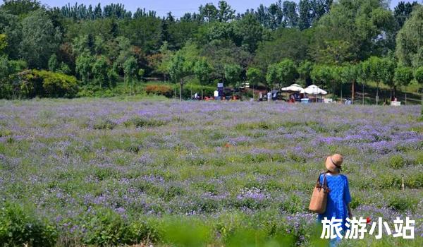 听闻美丽的普兰花海