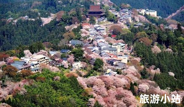 日本-北海道（樱花胜地）