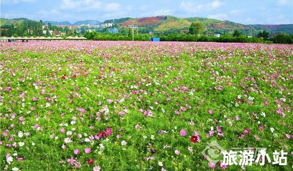 春季花海