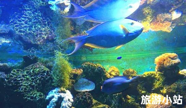 海洋水族馆