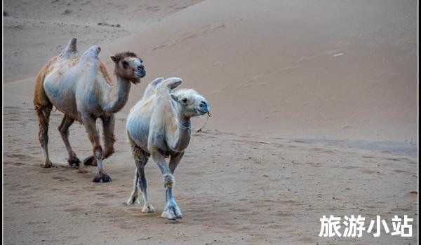 追逐公路上的骆驼