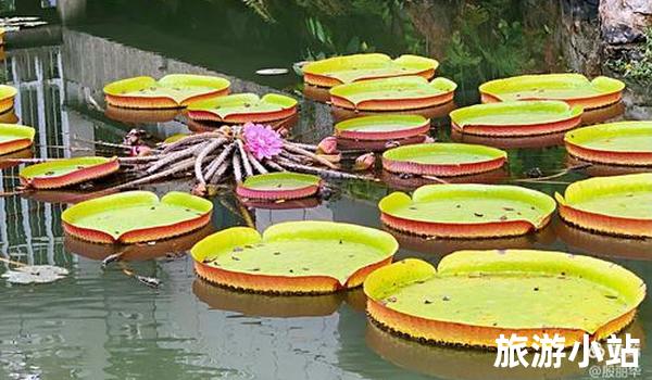 漫步在奇异花卉园