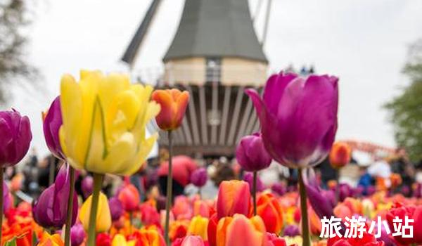 繁花盛开的6月瑰丽【花卉】之旅