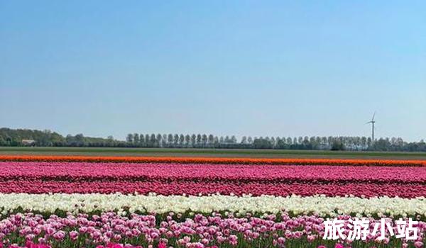 荷兰阿姆斯特丹（郁金香花田）