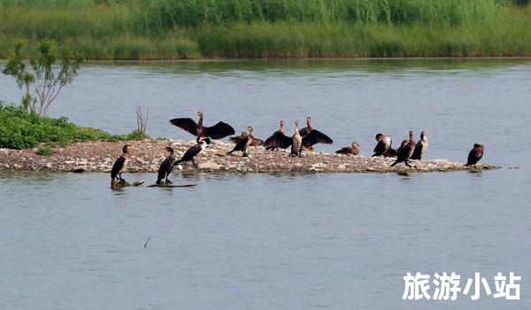 亲近动物：探访黑河北湿地保护区