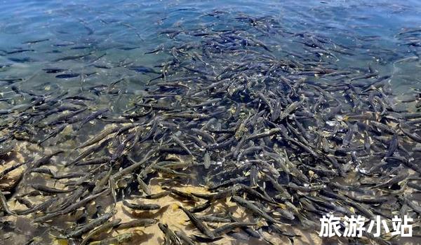 美味风情：品尝青海湖鱼