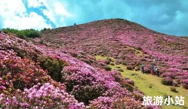 春季（3月-5月）：花海万千