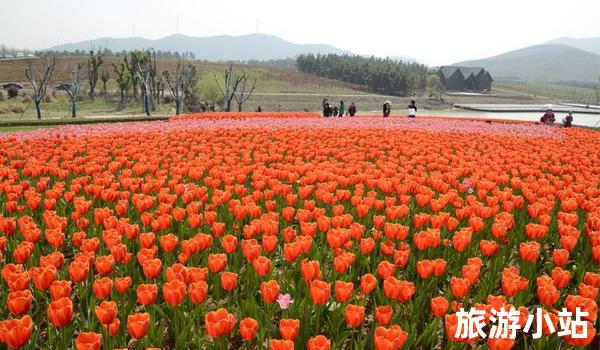 赏花和摄影之旅