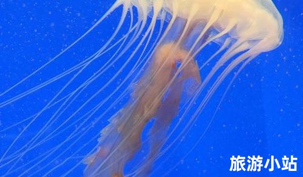 上海海洋水族馆