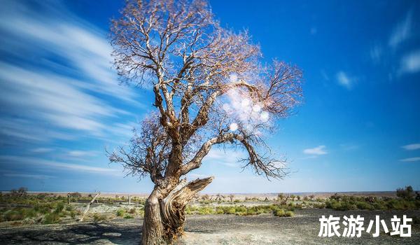 胡杨林：荒漠中的绿洲