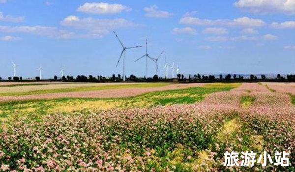 赏花野餐：呼伦湖