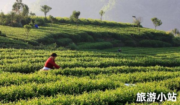 丽水茶山，品味浙江茶文化之精髓