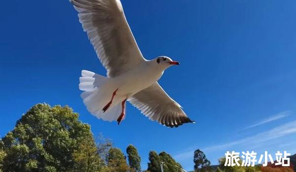 亲近飞天动物，感受自然之美