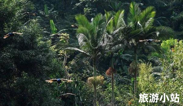 热带雨林之旅