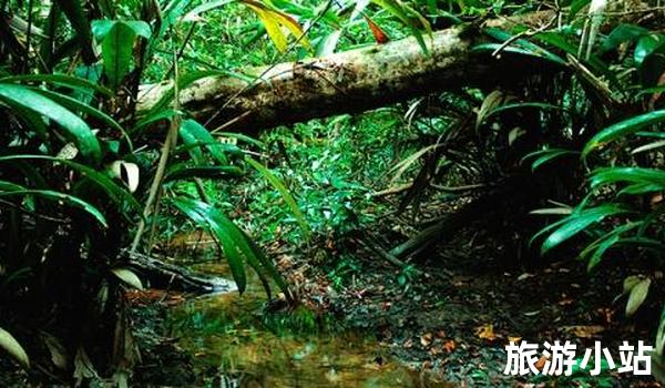 亚马逊雨林（Amazon Rainforest）