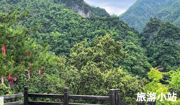 野生动植物观察