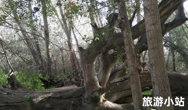 伊波拉热带雨林风景区