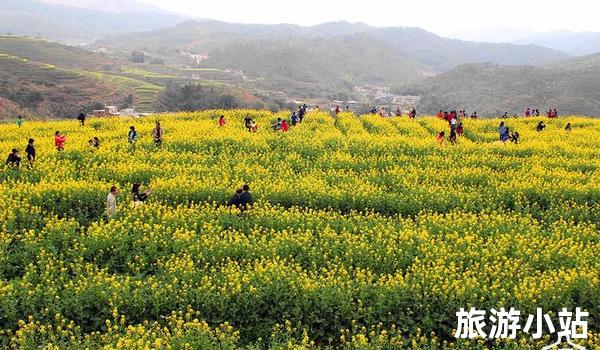 大埔油菜花海