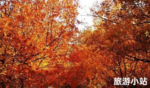 国内三日旅游攻略（赏秋景）