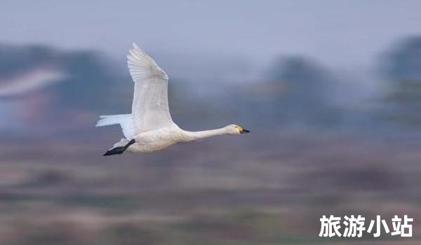 洞庭湖“歌舞玲珑”