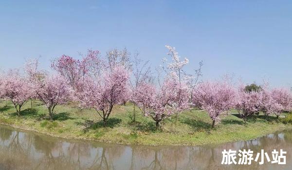 花海之旅：（涌现的春色）