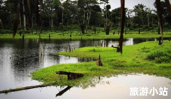 探索亚马逊雨林