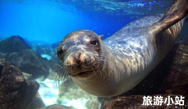 厄瓜多尔加拉帕戈斯群岛，与海洋生物共舞