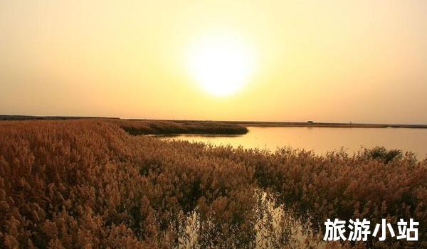 游览自然美景——芦苇海