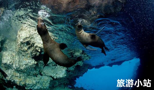 厄瓜多尔加拉帕戈斯群岛：奇特的生物和水下世界