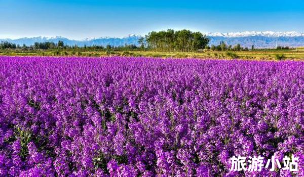 香甜如蜜 鹤壁紫花蒲