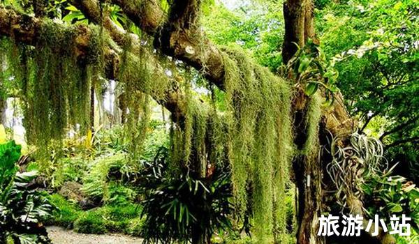 亚马逊热带雨林