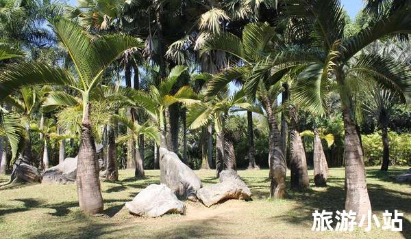 西双版纳州旅游必去景点推荐，感受热带雨林的魅力