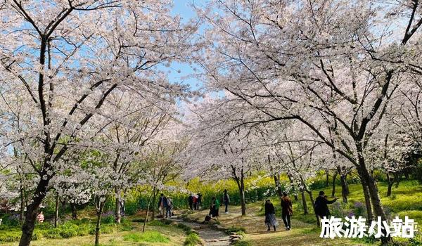 国内3天旅游景点推荐（赏花胜地）