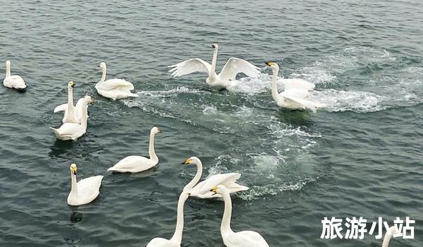 感受生态气息——天鹅湖风景区