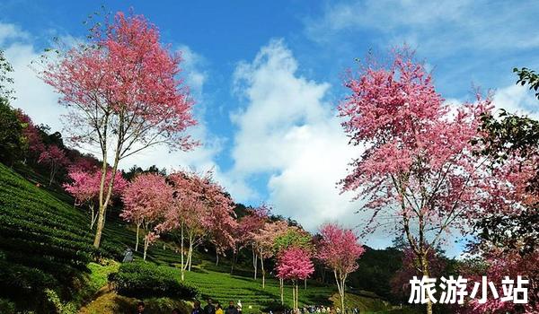 赏花观景