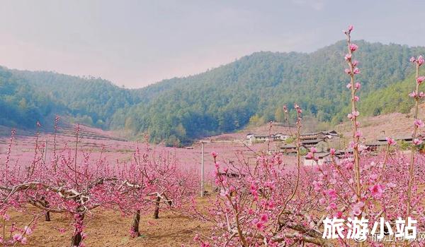 田园桃花