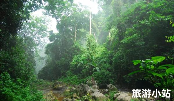 热带雨林资源