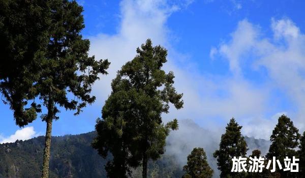 驾驶在阿里山公路上眺望风景