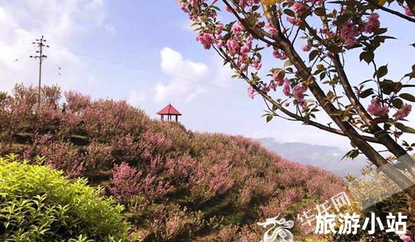 赏花觅景：花果山风景区