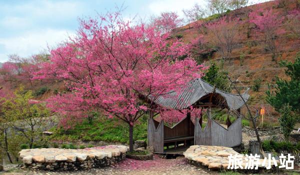  河北赤城樱花 